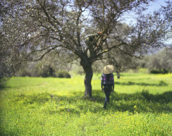 Mike Marshall a prism splits light  (Hoa and Tung pruning an olive tree)