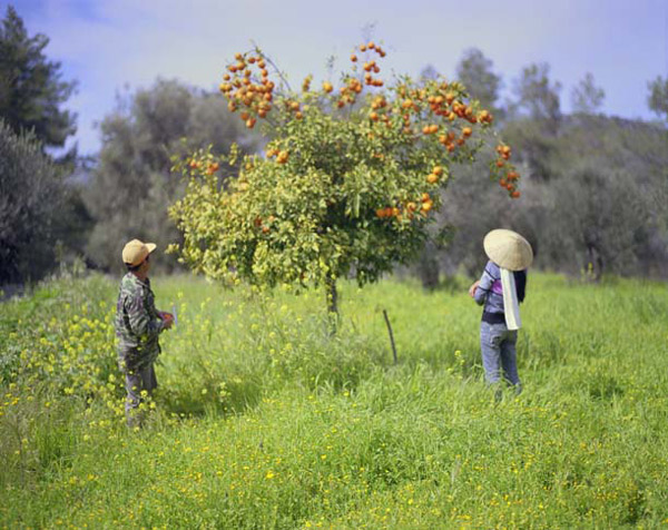 Mike Marshall a prism splits light (Hoa and Tung picking oranges)