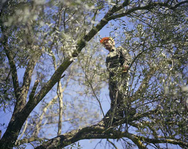 Mike Marshall a prism splits light (Tung in olive tree II)