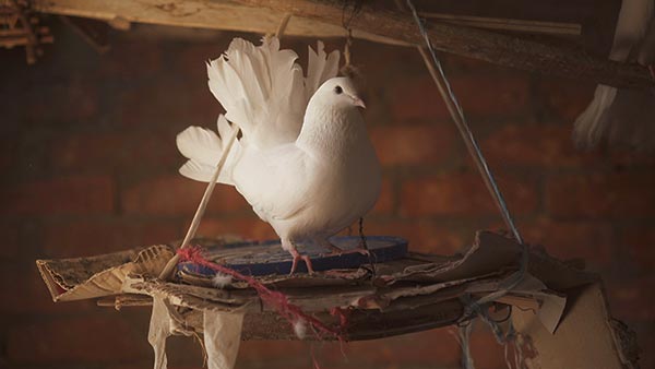 Mike Marshall Pigeons Video Still 2015