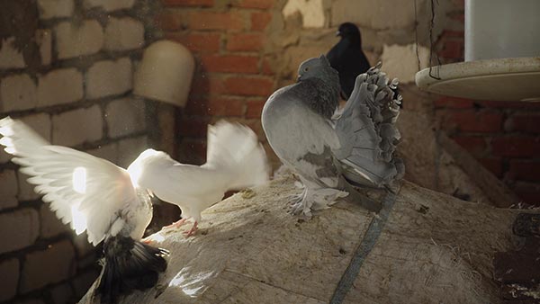 Mike Marshall Pigeons Video Still 2015