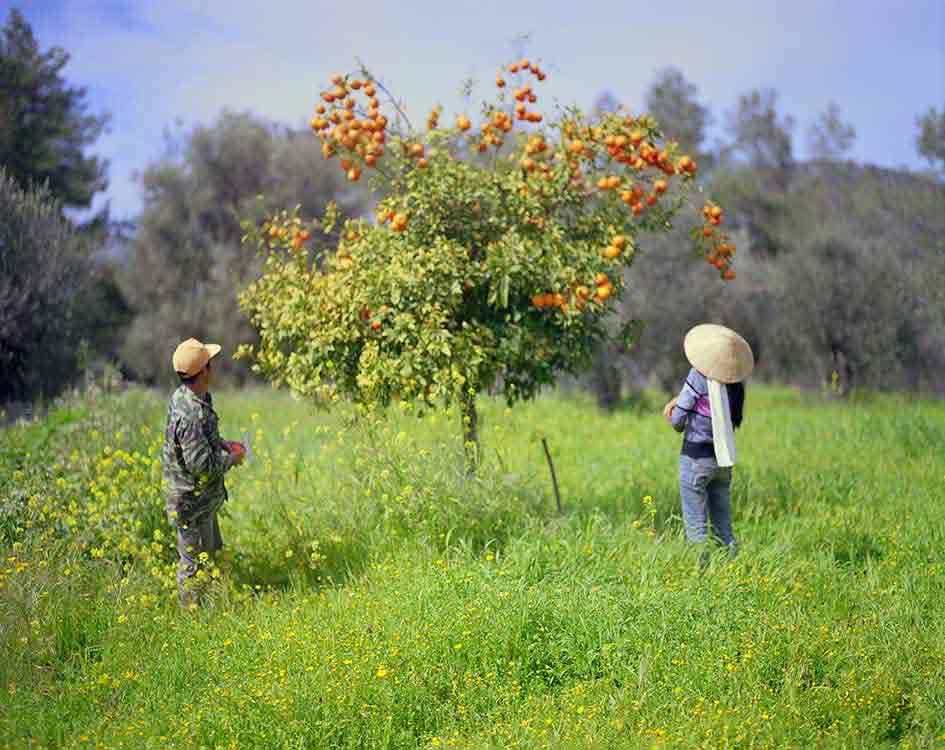 Hua and Tung by an orange tree. 2011